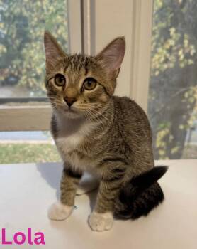 Lola -  Domestic Short Hair Cat for Adoption in Blaine, Minnesota - Lola | PetCurious
