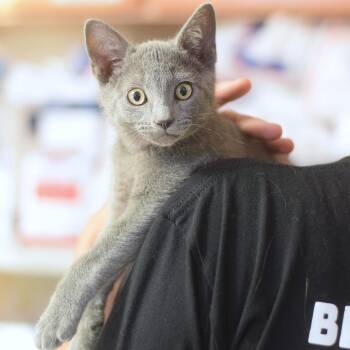 Graphite -  Domestic Short Hair Cat for Adoption in Belleville, Illinois - Graphite | PetCurious