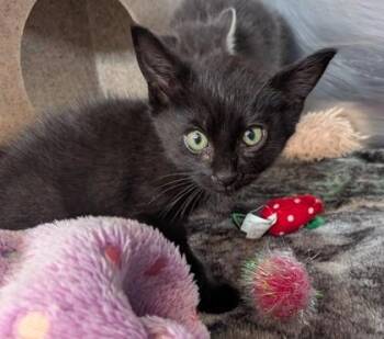 Stitch -  Domestic Medium Hair and Domestic Short Hair Cat for Adoption in Missoula, Montana - Stitch | PetCurious