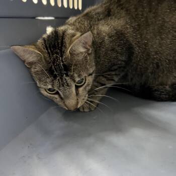 Rita -  Domestic Short Hair Cat for Adoption in Galveston, Texas - Rita | PetCurious
