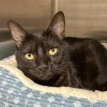 Domestic Short Hair Cats Available for Adoption - Maeve | PetCurious