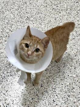 Cami -  Domestic Short Hair Cat for Adoption in Memphis, Tennessee - Cami | PetCurious