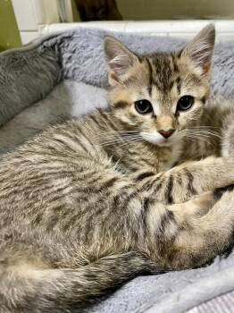 Carol (Bonded with Brother Steve) -  Domestic Short Hair Cat for Adoption in Little Rock, Arkansas - Carol (Bonded With Brother Steve) | PetCurious