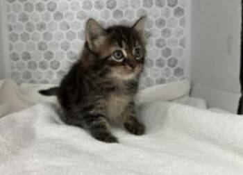 Domestic Short Hair Cats Available for Adoption in Largo, Florida - Vlad | PetCurious