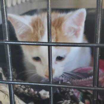 Spunk -  Domestic Short Hair Cat for Adoption in Asheville, North Carolina - Spunk | PetCurious