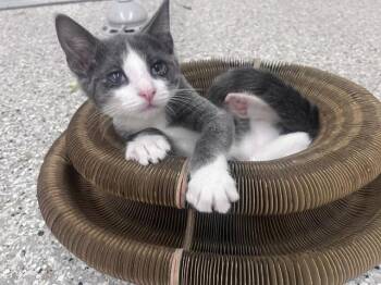 Mackerel -  Domestic Short Hair Cat for Adoption in Dayton, Ohio - Mackerel | PetCurious