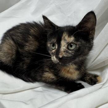 Liberty -  Domestic Short Hair Cat for Adoption in Fredericksburg, Virginia - Liberty | PetCurious