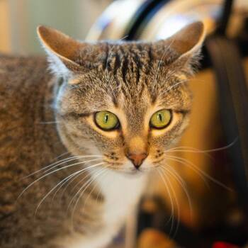 Trixie -  Domestic Short Hair Cat for Adoption in Lakewood, Colorado - Trixie | PetCurious
