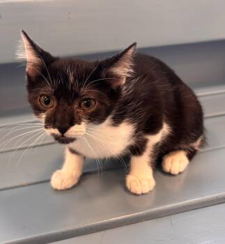 Ramona -  Domestic Short Hair Cat for Adoption in Georgetown, Kentucky - Ramona | PetCurious