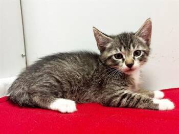 REGINA -  Domestic Short Hair Cat for Adoption in Sacramento, California - REGINA | PetCurious