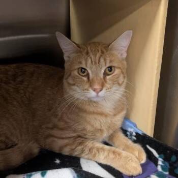Cheddar -  Domestic Short Hair Cat for Adoption in Chandler, Arizona - Cheddar | PetCurious