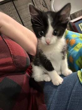 Chiquitin -  Domestic Short Hair Cat for Adoption in Minneapolis, Minnesota - Chiquitin | PetCurious