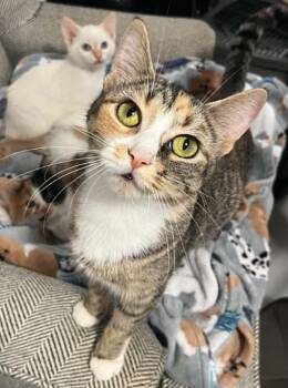 Calico and Tabby Cats Available for Adoption in Wyandotte, Michigan - Bea | PetCurious