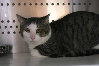 Domestic Short Hair Cats Available for Adoption in Brunswick, Georgia - Hero | PetCurious