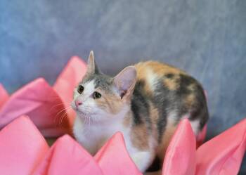Rescue Domestic Short Hair Cats for Adoption in Hot Springs, Arkansas - Cream Puff & Midnight | PetCurious