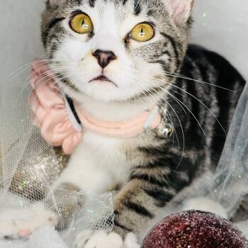 Rescue Domestic Short Hair Cats for Adoption in Lucedale, Mississippi - Nessy | PetCurious