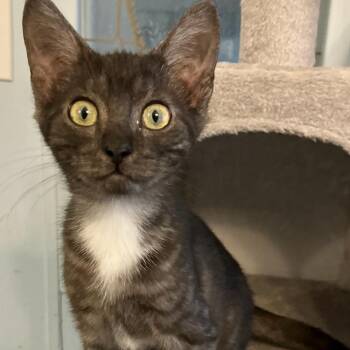 Ashley -  Domestic Short Hair Cat for Adoption in West Palm Beach, Florida - Ashley | PetCurious