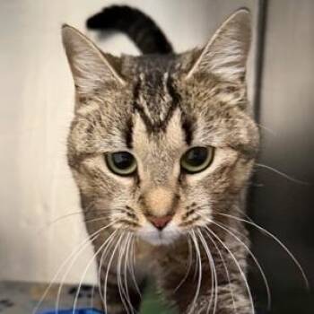 Domestic Short Hair Cats Available for Adoption in Cumming, Georgia - Hazel | PetCurious