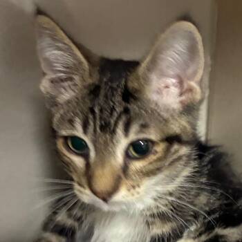 Brooklyn -  Domestic Short Hair Cat for Adoption in Yuma, Arizona - Brooklyn | PetCurious