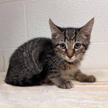 Domestic Short Hair Cats Available for Adoption in Lyndhurst, Virginia - SVAS-Stray-38514 | PetCurious