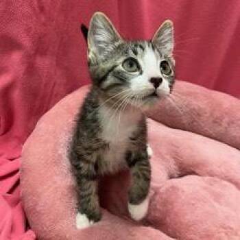 Regent -  Tabby Cat for Adoption in Green Valley, Arizona - Regent | PetCurious