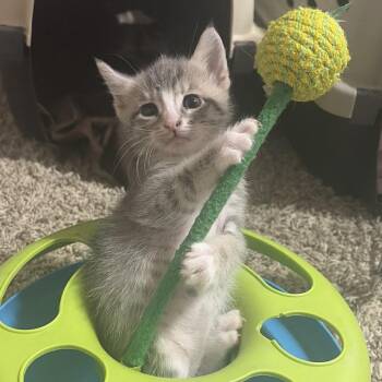 Tikka 6 -  Domestic Short Hair Cat for Adoption in Austin, Texas - Tikka 6 | PetCurious