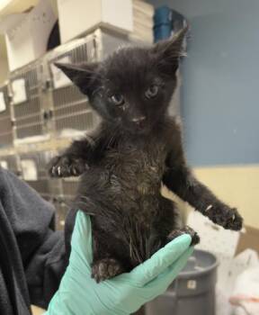 VADER -  Domestic Short Hair Cat for Adoption in Riverside, California - VADER | PetCurious