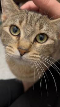 Domestic Short Hair Cats Available for Adoption - Mason | PetCurious