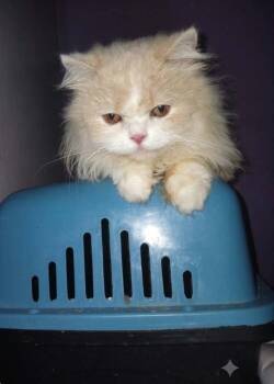 Loka -  Persian Cat for Adoption in Wolcott, Connecticut - Loka | PetCurious