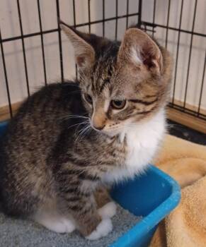 Domestic Short Hair Cats Available for Adoption in Lemoyne, Pennsylvania - Pansy | PetCurious