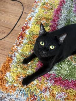 Rescue Domestic Short Hair Cats for Adoption - Seven | PetCurious