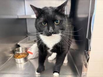 Boots -  Domestic Short Hair Cat for Adoption in Woodbury, Minnesota - Boots | PetCurious