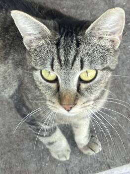 Leigh -  Tabby Cat Available for Adoption in Chatsworth, Georgia - Leigh | PetCurious