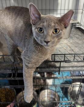 Tindral -  Domestic Short Hair Cat for Adoption in Seven Valleys, Pennsylvania - Tindral | PetCurious