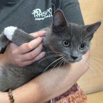 Leonard -  Domestic Short Hair Cat for Adoption in Harrisonburg, Virginia - Leonard | PetCurious
