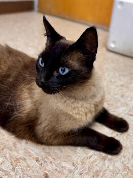 Frederick -  Domestic Short Hair Cat for Adoption in Midland, Michigan - Frederick | PetCurious