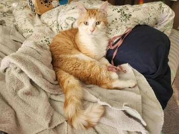 Rescue Domestic Short Hair Cats for Adoption in Abbotsford, British Columbia - Joey | PetCurious