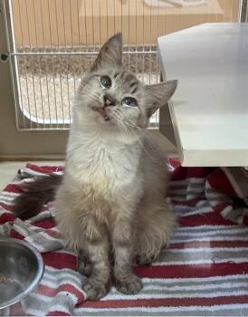 GIA -  Domestic Long Hair Cat for Adoption in Thousand Palms, California - GIA | PetCurious