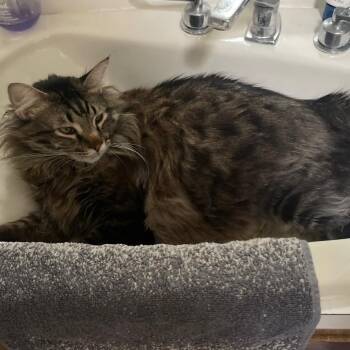 Maine Coon and Domestic Long Hair Cats Available for Adoption in Midland, Texas - Bruce | PetCurious
