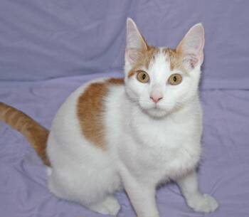 Stetson -  Domestic Short Hair Cat for Adoption in Victoria, Minnesota - Stetson | PetCurious