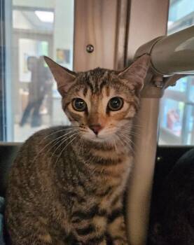 June -  Domestic Short Hair Cat for Adoption in Disputanta, Virginia - June | PetCurious