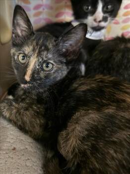 A229685 -  Domestic Short Hair Cat for Adoption in Woodland, California - A229685 | PetCurious