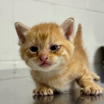 Pumpkin -  Domestic Short Hair Cat for Adoption in Parrish, Alabama - Pumpkin | PetCurious