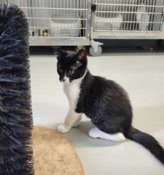 Rescue Domestic Short Hair Cats for Adoption in Boyne City, Michigan - Tatum | PetCurious