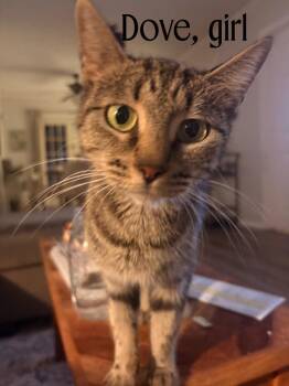 Dove IN FOSTER -  Domestic Short Hair Cat for Adoption in Danielsville, Georgia - Dove IN FOSTER | PetCurious