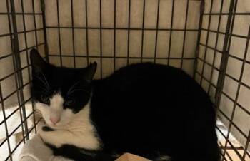 Domestic Short Hair Cats Available for Adoption in Honolulu, Hawaii - Leo | PetCurious