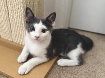 Maze -  Domestic Short Hair Cat for Adoption in Herndon, Virginia - Maze | PetCurious