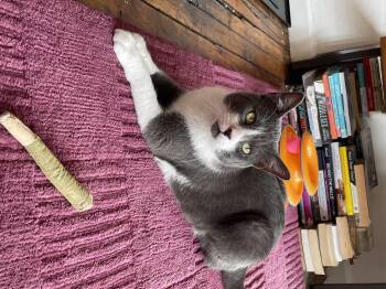 Rescue Domestic Short Hair Cats for Adoption in New York, New York - Canvas | PetCurious