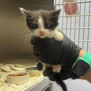 Domestic Short Hair Cats Available for Adoption in Portage, Michigan - Tiptoe | PetCurious
