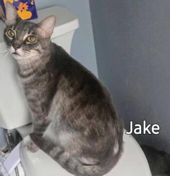 Jake -  Domestic Short Hair Cat Available for Adoption in The Woodlands, Texas - Jake | PetCurious